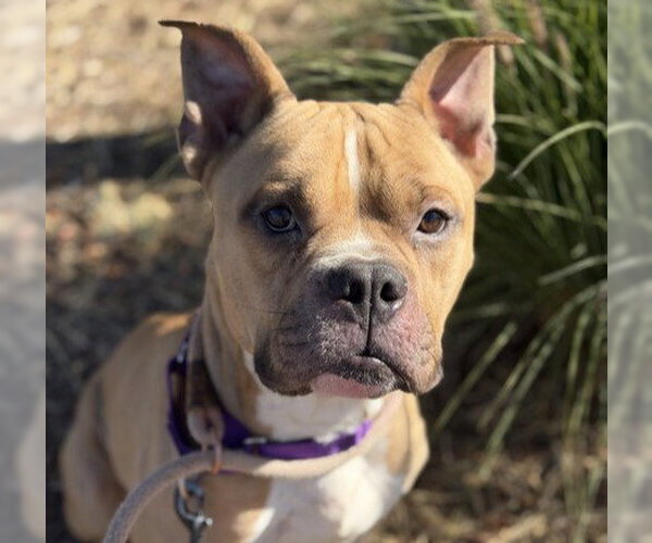 Medium Photo #1 Mutt Puppy For Sale in Martinez, CA, USA