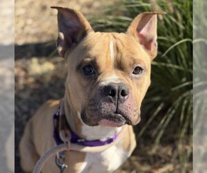 Mutt Dogs for adoption in Martinez, CA, USA