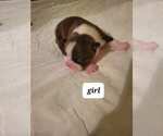 Small Photo #4 Boston Terrier Puppy For Sale in WICHITA, KS, USA