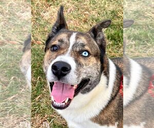 Akita-Huskies  Mix Dogs for adoption in Kansas City, MO, USA