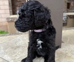 Small #2 Poodle (Standard)