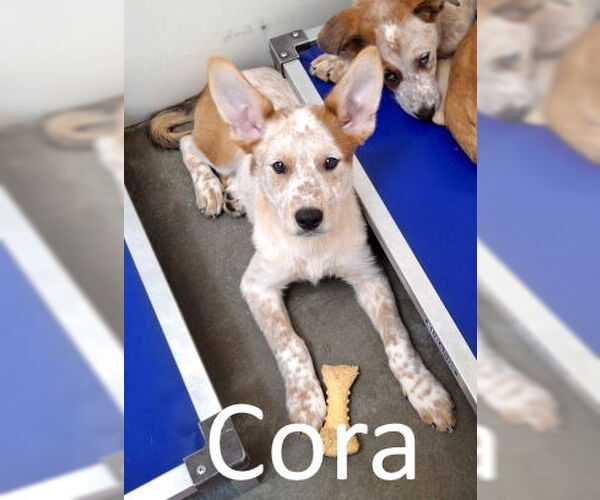Medium Photo #2 Red Heeler-Unknown Mix Puppy For Sale in Mountain View, AR, USA