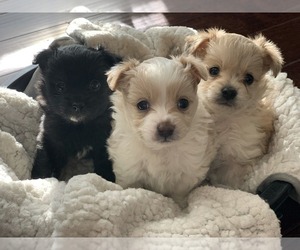 Chiranian Puppy for sale in WESTERVILLE, OH, USA