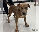 Small #1 Mutt