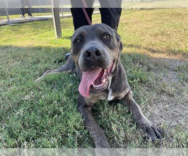 Medium Photo #2 American Pit Bull Terrier-Unknown Mix Puppy For Sale in Corpus Christi, TX, USA