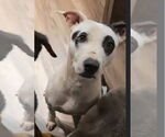 Small #1 American Bulldog Mix