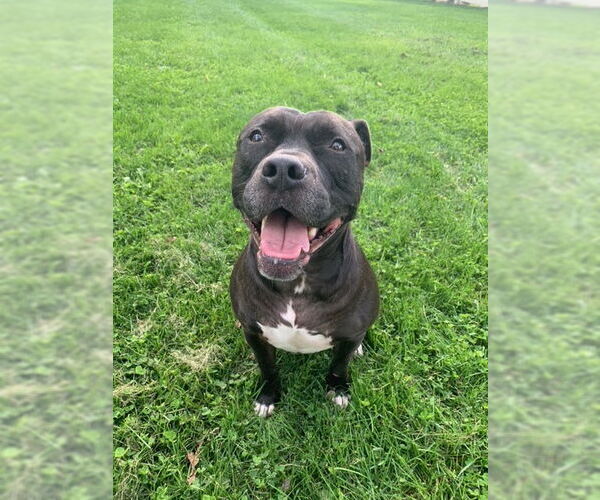 Medium Photo #20 Staffordshire Bull Terrier-Unknown Mix Puppy For Sale in Crete, IL, USA