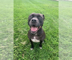 Puppy - Male Staffordshire Bull Terrier-Unknown Mix Dog for Adoption - Photo #20