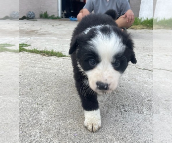 Medium Photo #1 Border Collie Puppy For Sale in HILMAR, CA, USA
