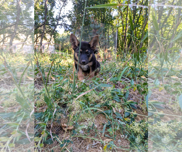 Medium Photo #5 Mutt Puppy For Sale in Sandy, UT, USA