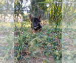 Small #4 Mutt