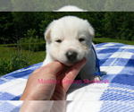 Small #1 German Shepherd Dog