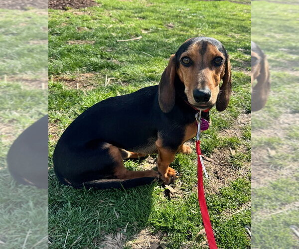 Medium Photo #1 Doxle Puppy For Sale in Greenbelt, MD, USA