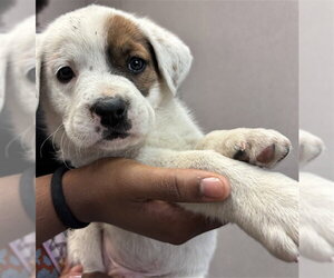 Mutt Dogs for adoption in San Bernardino, CA, USA