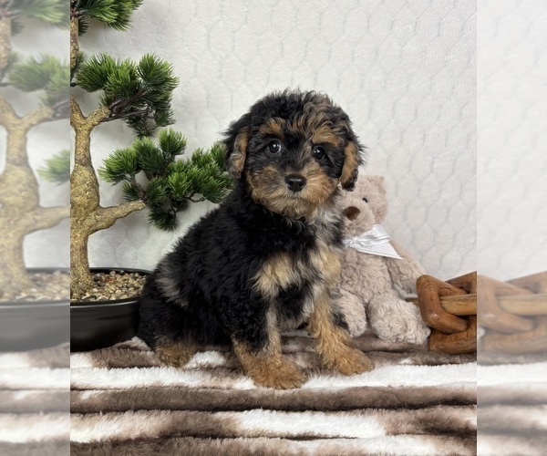 Medium Photo #4 YorkiePoo Puppy For Sale in FRANKLIN, IN, USA