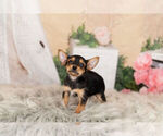 Small Photo #3 Chorkie Puppy For Sale in WARSAW, IN, USA