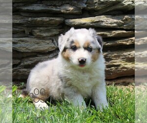 Australian Shepherd Puppy for sale in DELTA, PA, USA