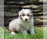 Small Australian Shepherd