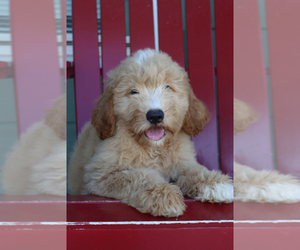 Goldendoodle (Miniature) Puppy for sale in ITASCA, TX, USA