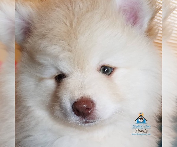 Medium Photo #55 Pomeranian-Pomsky Mix Puppy For Sale in RAMSEY, MN, USA