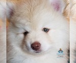 Small Photo #55 Pomeranian-Pomsky Mix Puppy For Sale in RAMSEY, MN, USA