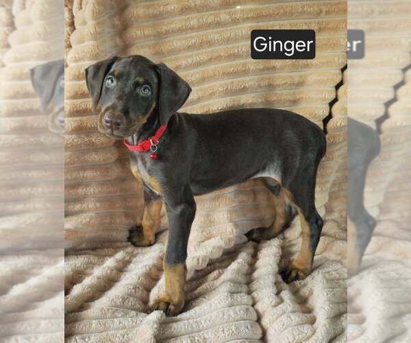 Medium Photo #7 Doberman Pinscher Puppy For Sale in POMEROY, OH, USA