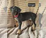 Small #6 Doberman Pinscher