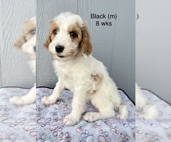 Medium Photo #4 Goldendoodle (Miniature) Puppy For Sale in ELBERT, CO, USA