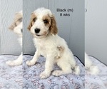 Small #3 Goldendoodle (Miniature)