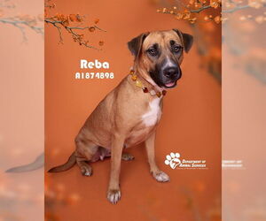 German Shepherd Dog Dogs for adoption in Riverside, CA, USA