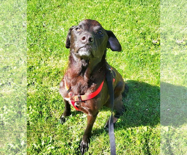 Medium Photo #5 Labrador Retriever-Unknown Mix Puppy For Sale in Germantown, OH, USA