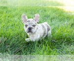Small Photo #3 French Bulldog Puppy For Sale in BREMEN, IN, USA