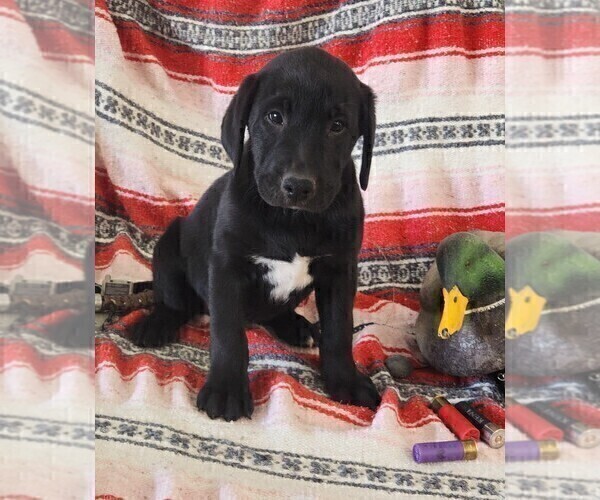 Medium Photo #102 Labrador Retriever Puppy For Sale in MERIDEN, KS, USA