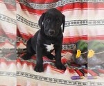Small #5 Labrador Retriever