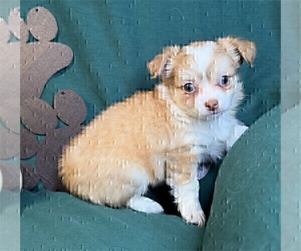Medium Photo #31 Chihuahua Puppy For Sale in DACULA, GA, USA