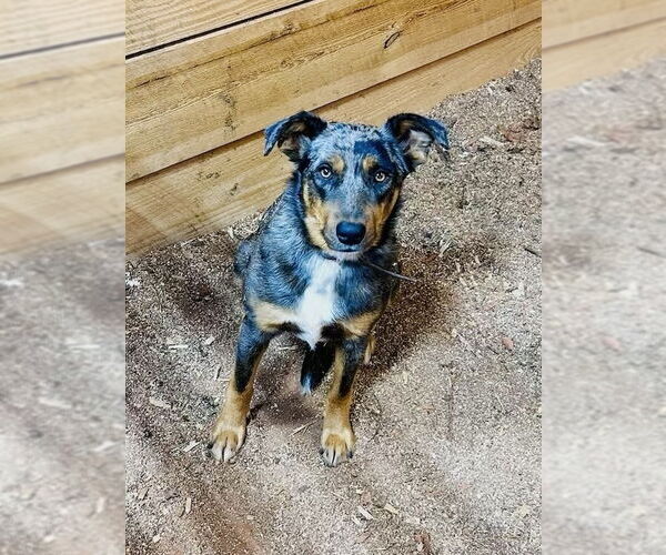 Medium Photo #1 Mutt Puppy For Sale in Mooresville, NC, USA