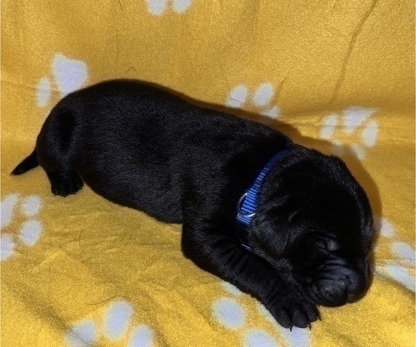 Medium Photo #4 Labrador Retriever Puppy For Sale in OLIVE HILL, KY, USA
