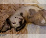 Small #5 Border-Aussie