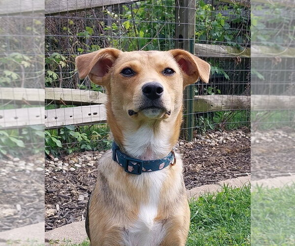 Medium Photo #22 Beagle-Unknown Mix Puppy For Sale in Aurora, IN, USA