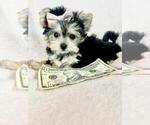 Small Yorkshire Terrier