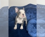 Small #18 French Bulldog