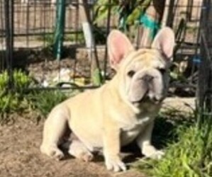 French Bulldog Puppy for Sale in BALDWIN PARK, California USA
