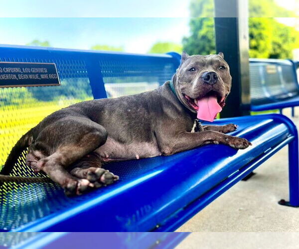 Medium Photo #4 American Staffordshire Terrier Puppy For Sale in Lawrenceville, NJ, USA