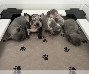 French Bulldog Litter for sale in LEESBURG, GA, USA