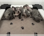 Small French Bulldog