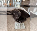 Puppy Choc Labrador Retriever