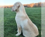Small Photo #2 Labrador Retriever Puppy For Sale in NARVON, PA, USA