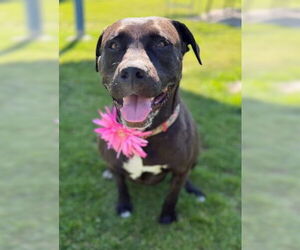 Mutt Dogs for adoption in Ventura, CA, USA