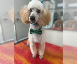 Poodle (Miniature) Puppy for sale in EAST AMHERST, NY, USA