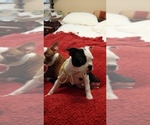 Small Photo #9 Boston Terrier Puppy For Sale in BRKN ARW, OK, USA